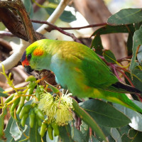 Purple-crowned Lorikeet
